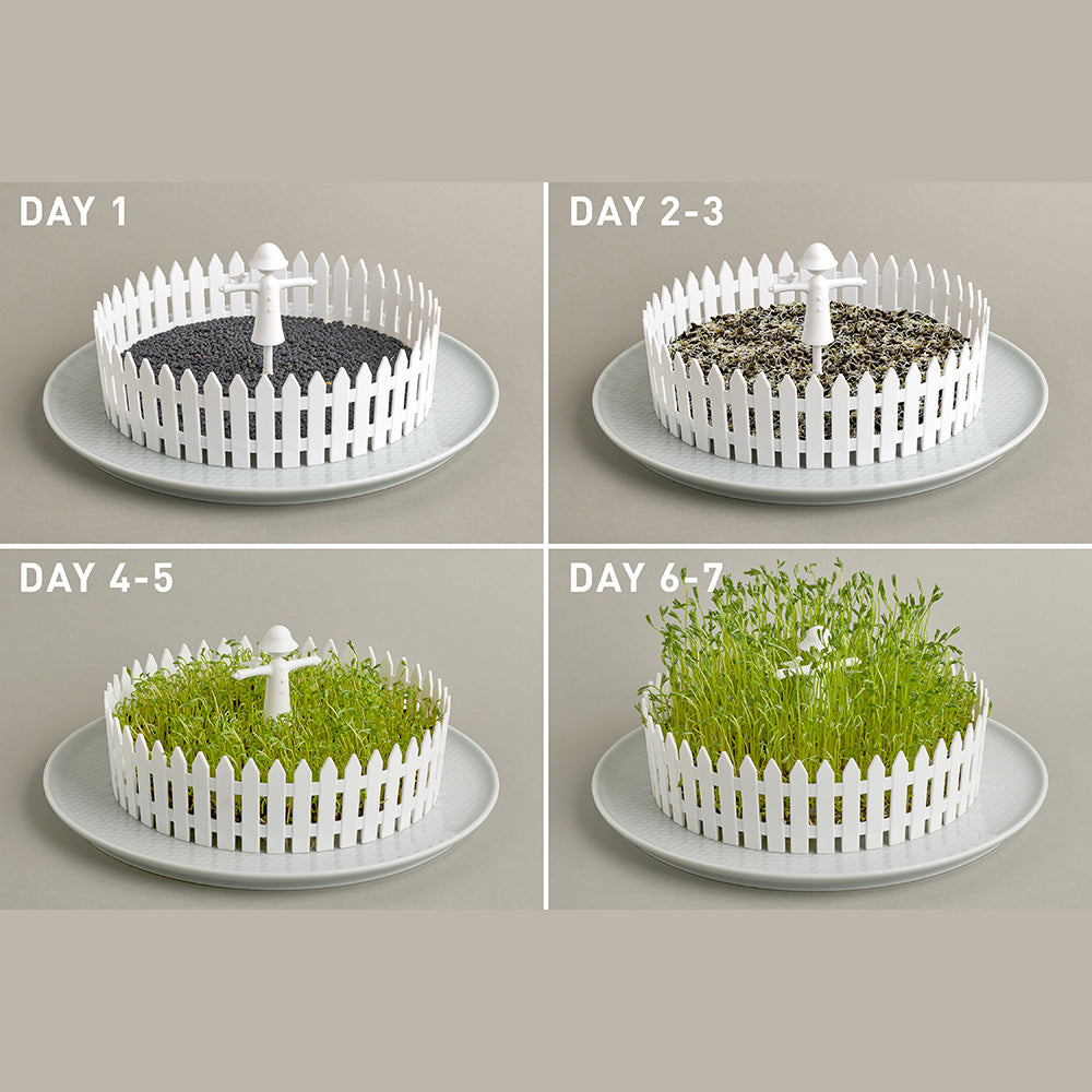 Seed Field - Seed Sprouter