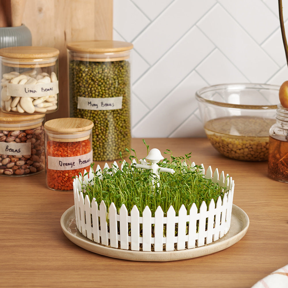 Seed Field - Seed Sprouter