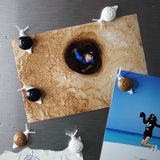 Snail Magnet Set